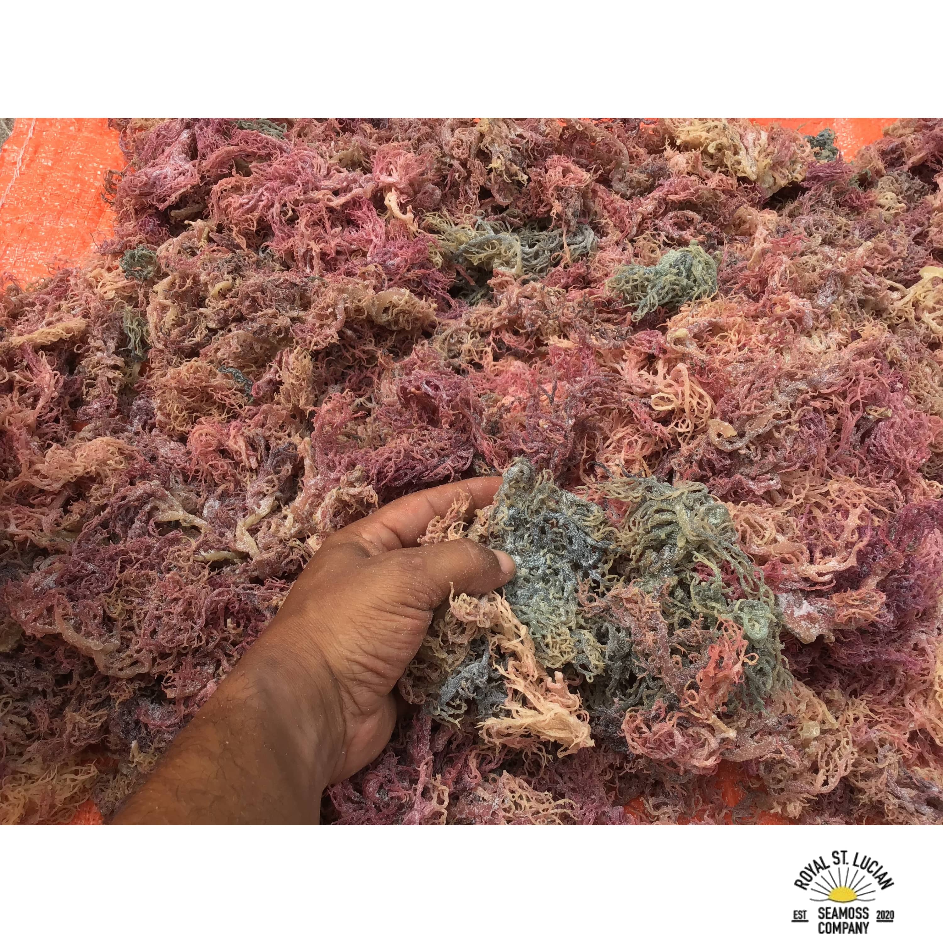 Full Spectrum Sea Moss (St. Lucian) | Wholesale Dried