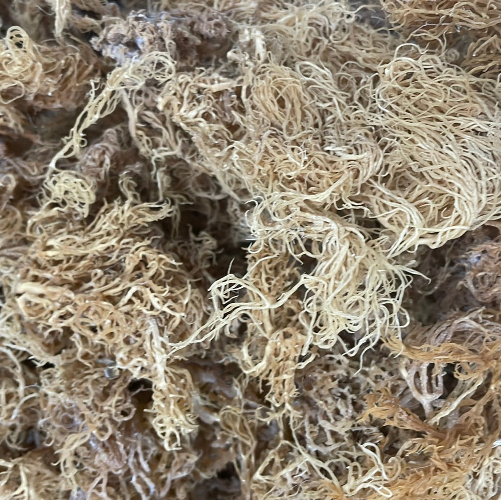 Super Dried Gold Seamoss - 10lbs