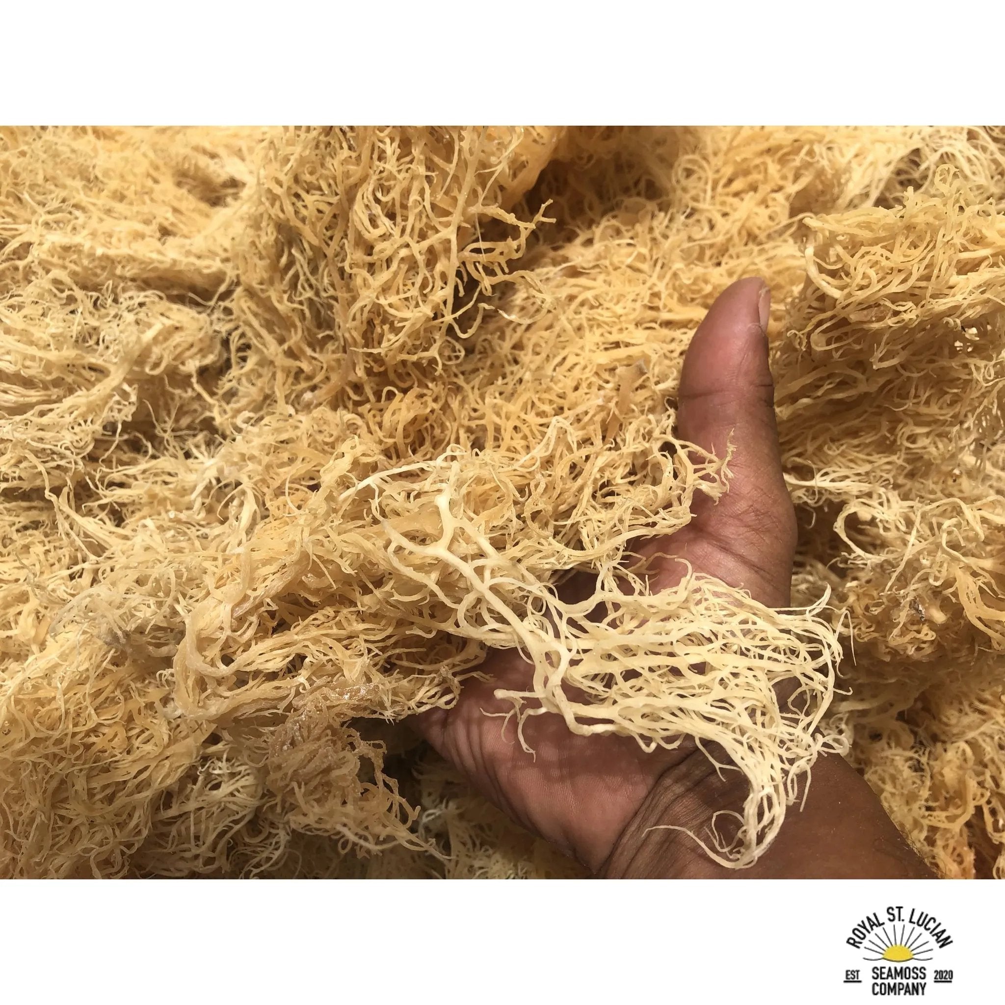 🌊 Premium St. Lucian Gold Seamoss